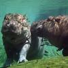 Hippopotamus.jpg