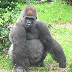Gorilla.JPG